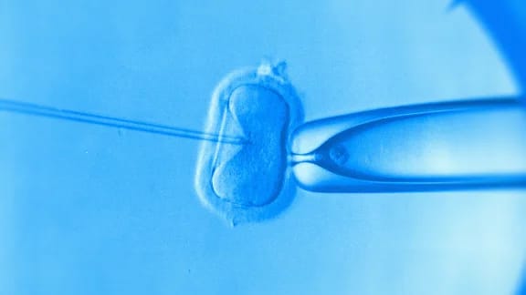Embryo Donation